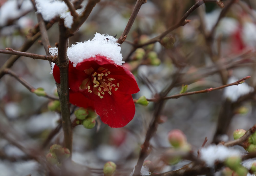um close up de uma flor em uma árvore com neve sobre ela