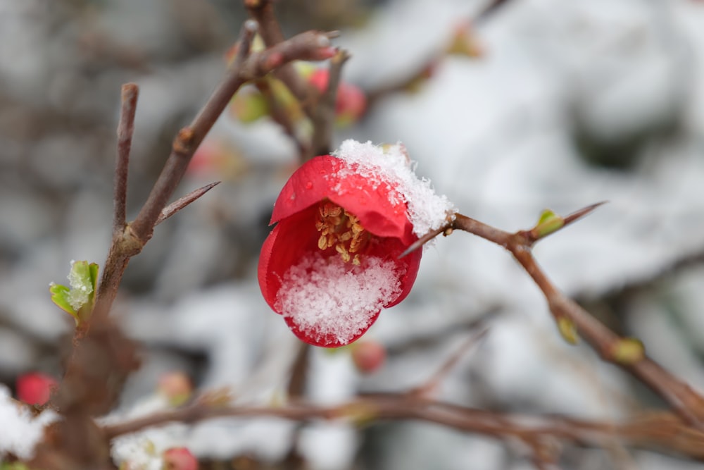 a close up of a flower with snow on it