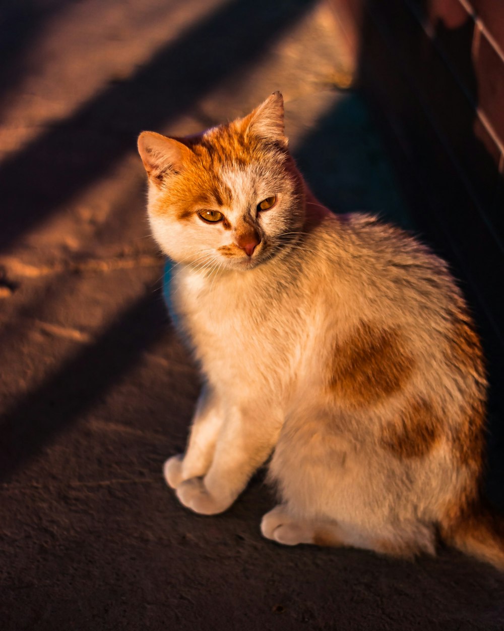 a cat sitting on the ground next to a brick wall