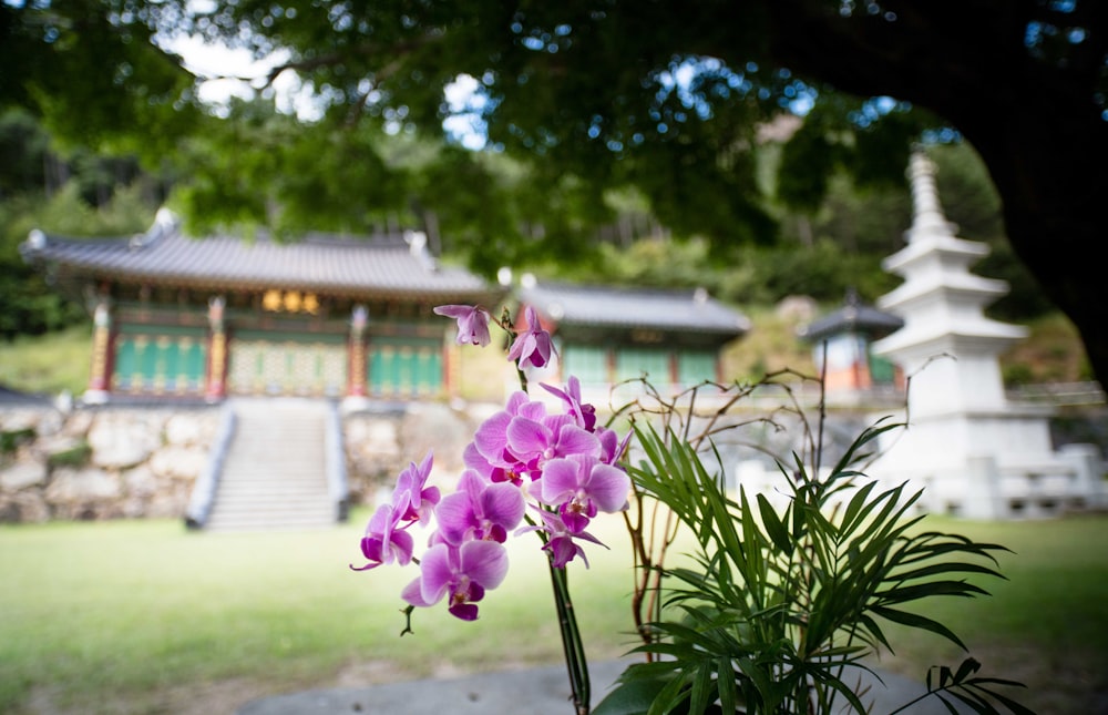 a purple flower in a pot in front of a building