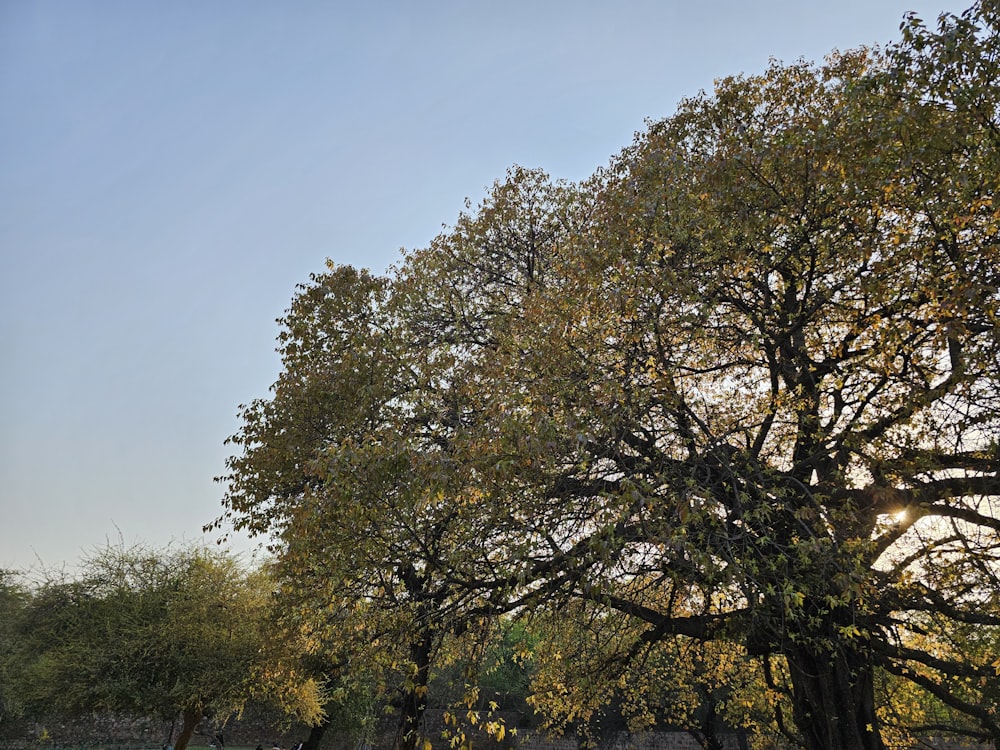 a group of trees that are next to each other