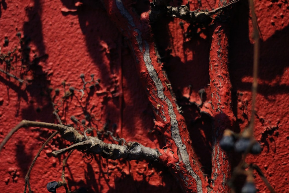 a close up of a branch on a red wall