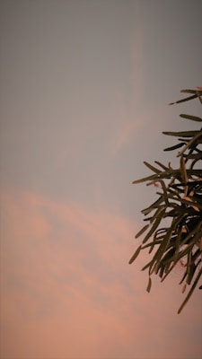 A serene sky with a smooth gradient blending from soft blue to warm peach, accompanied by the silhouette of a leafy branch entering from the right top corner.