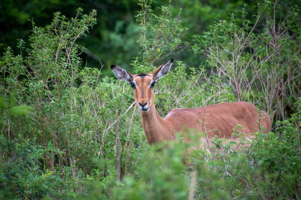 a deer standing in the middle of a forest