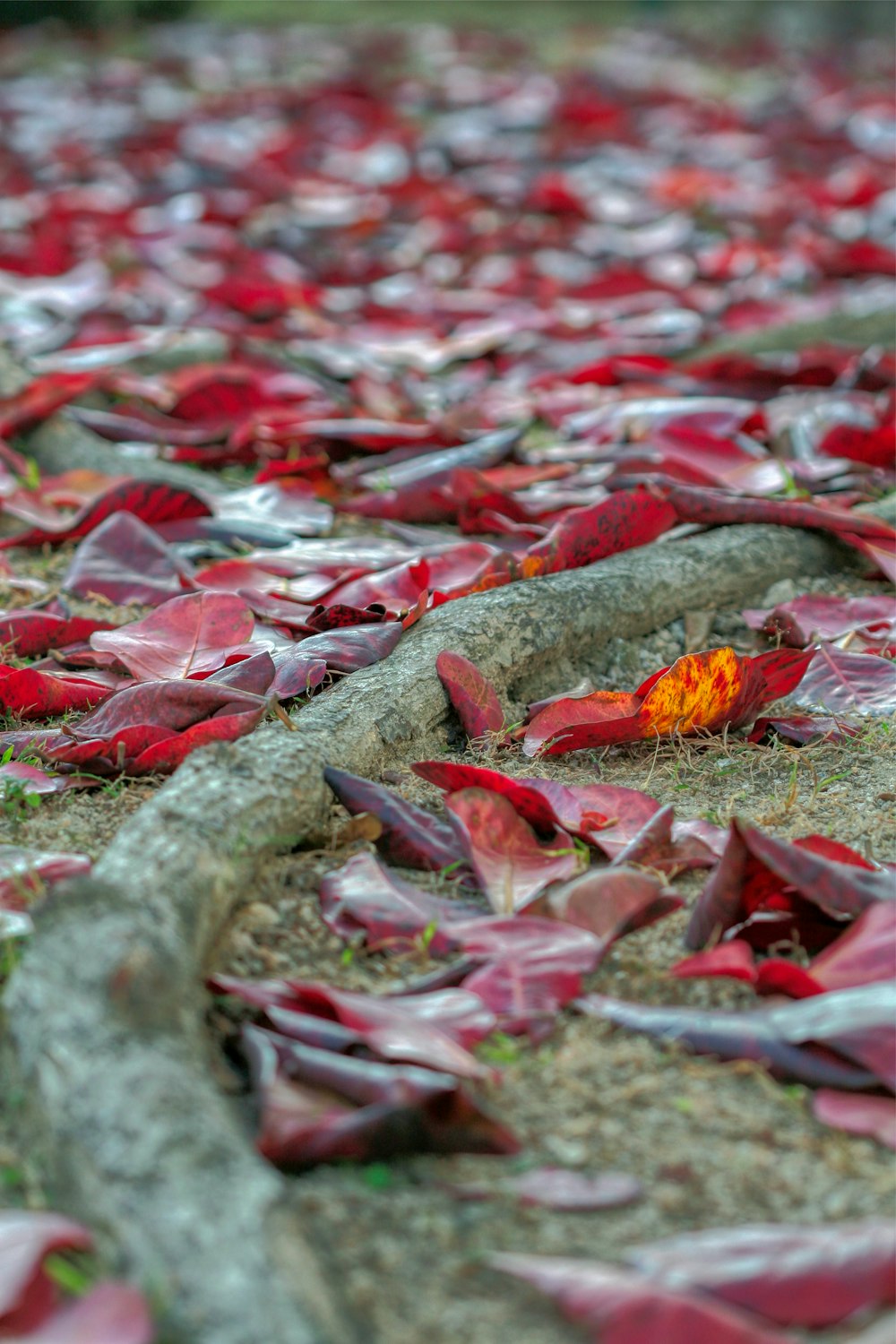 a bunch of red leaves laying on the ground