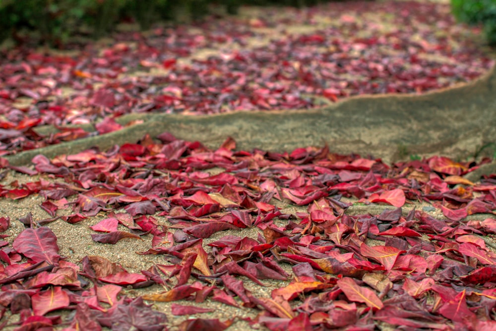 red leaves on the ground near a tree