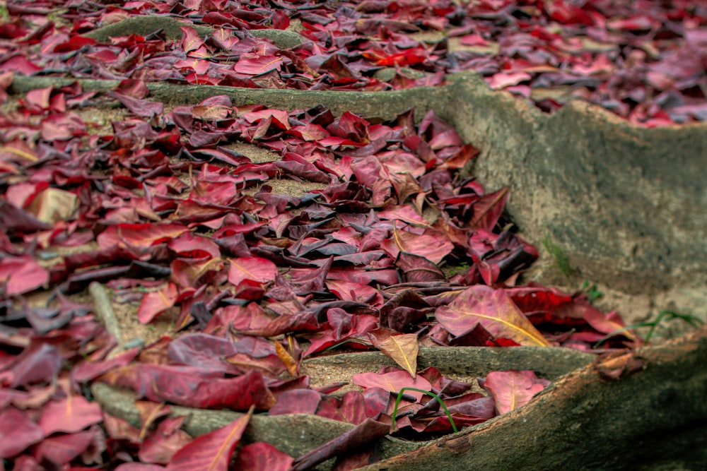 a pile of red leaves on the ground