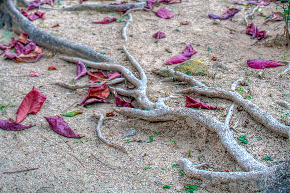 a group of trees that are laying in the sand