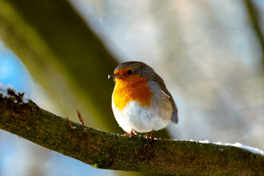 a small bird perched on a tree branch