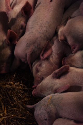 A group of piglets huddled together closely, resting on a bed of straw. The piglets have light skin with a hint of pink and some black spots. Their ears are floppy, and they are lying peacefully in a compact cluster.