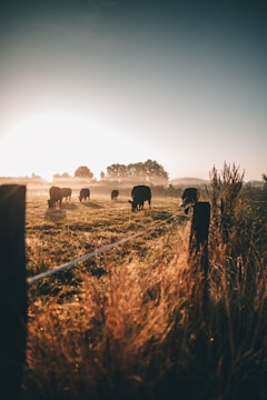 A farmer inspecting cows in a lush green dairy farm at sunrise