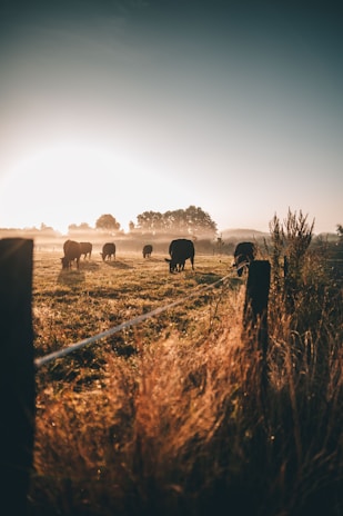 A serene dairy farm at sunrise with cows grazing peacefully in lush green pastures.