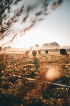 A peaceful morning scene at KVS Jeevadhara Farms with cows grazing near a rustic barn under soft sunlight.