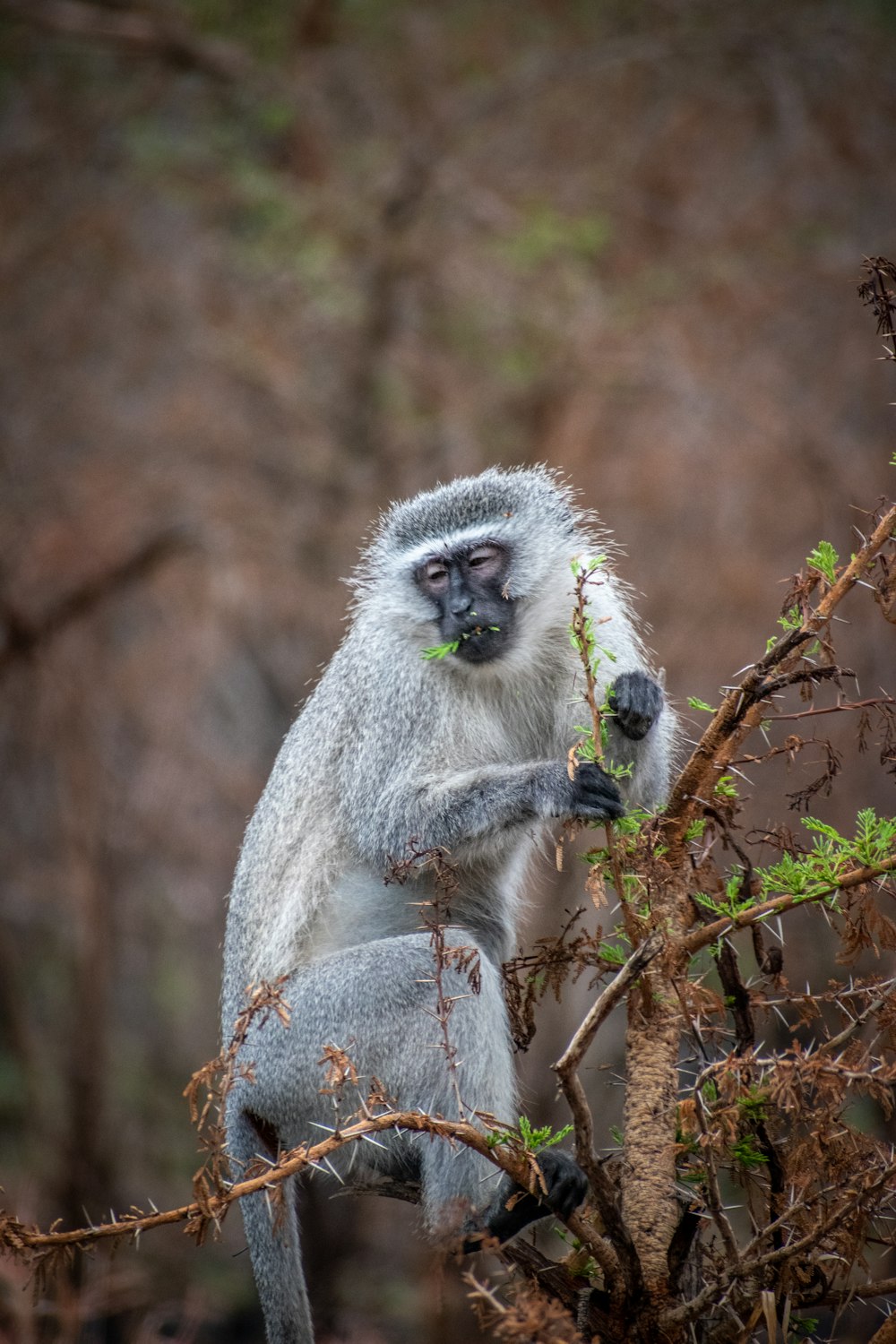 Un singe assis au sommet d’une branche d’arbre