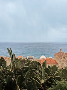 An expansive view of the sea with overcast skies, seen over a cluster of cacti in the foreground. Traditional stone buildings with red-tiled roofs are nestled in between, creating a rustic coastal scene. The cacti have carvings and the texture contrasts with the smooth expanse of the ocean.