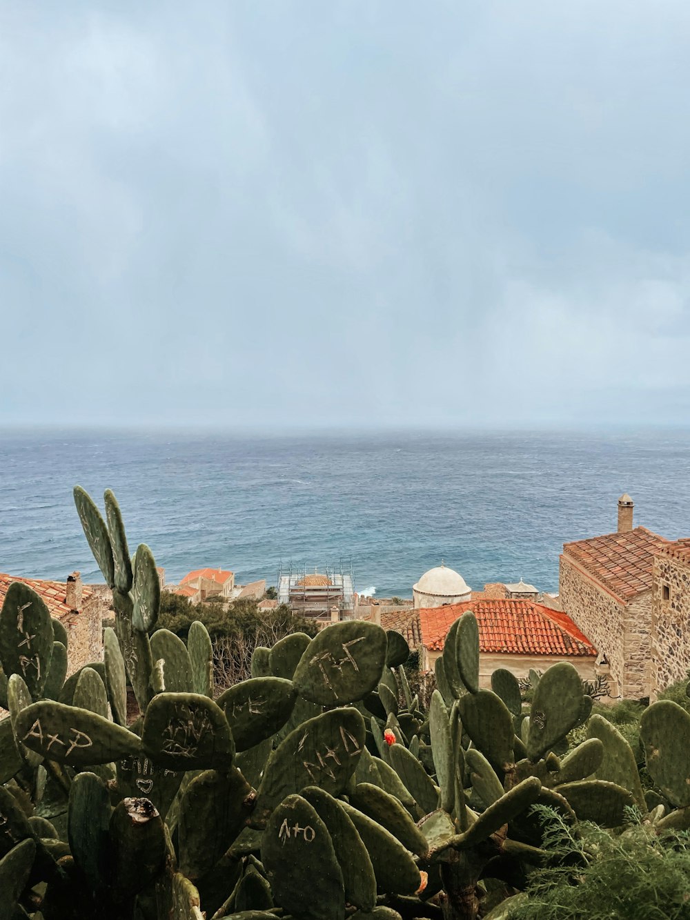 a view of the ocean from behind a cactus