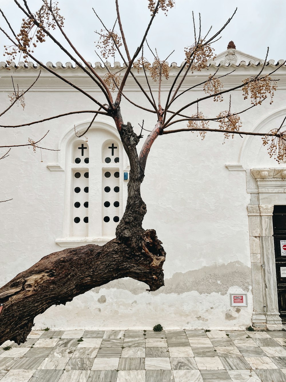 a tree that has fallen over in front of a building