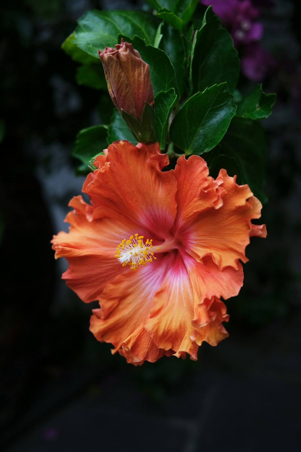 a large orange flower with green leaves