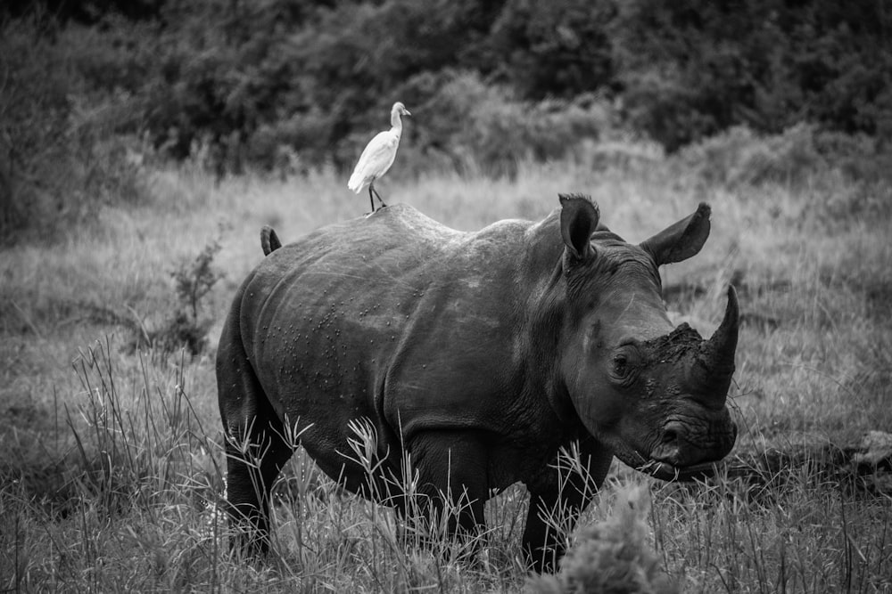a black and white photo of a rhinoceros and a bird