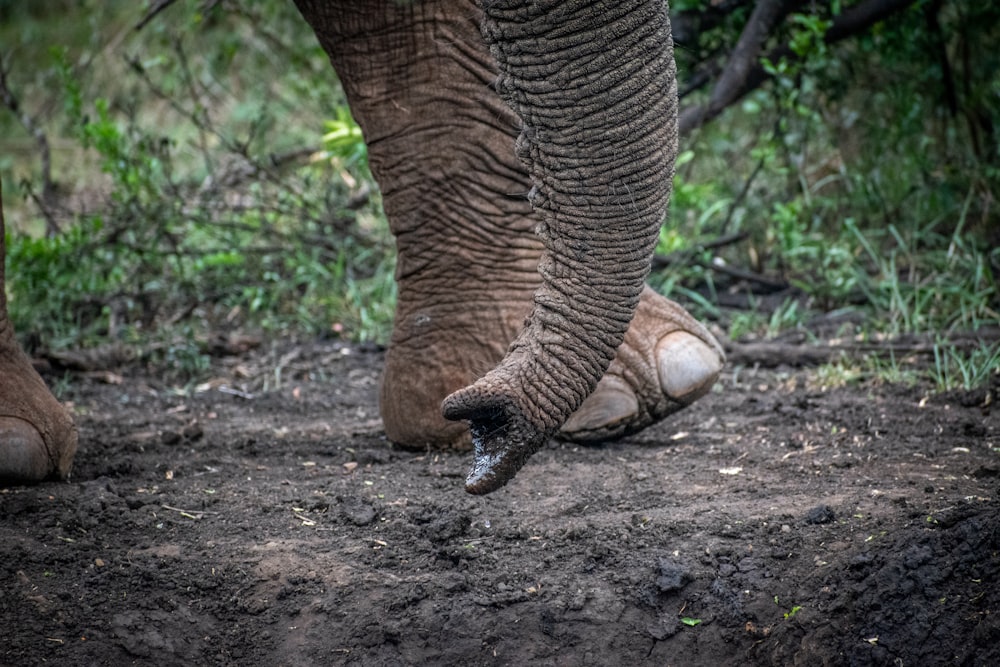 um close up do pé e da tromba de um elefante