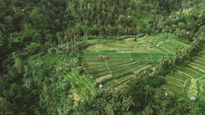 Aerial view of lush, green sugar palm forest stretching across rolling hills under soft morning light.