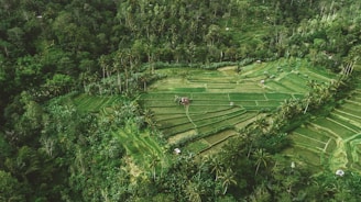 Aerial view of lush, green terraced fields surrounded by dense tropical forest. Palm trees are scattered throughout the landscape, and a small structure is positioned centrally within the fields.
