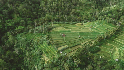 Aerial view of a large, flat parcel surrounded by dense tropical forest.