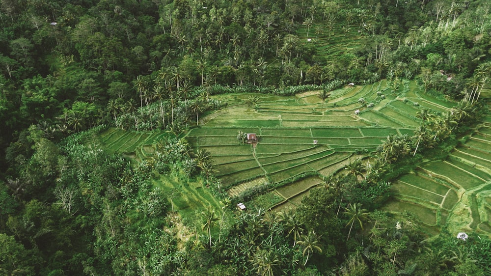 an aerial view of a rice field surrounded by trees