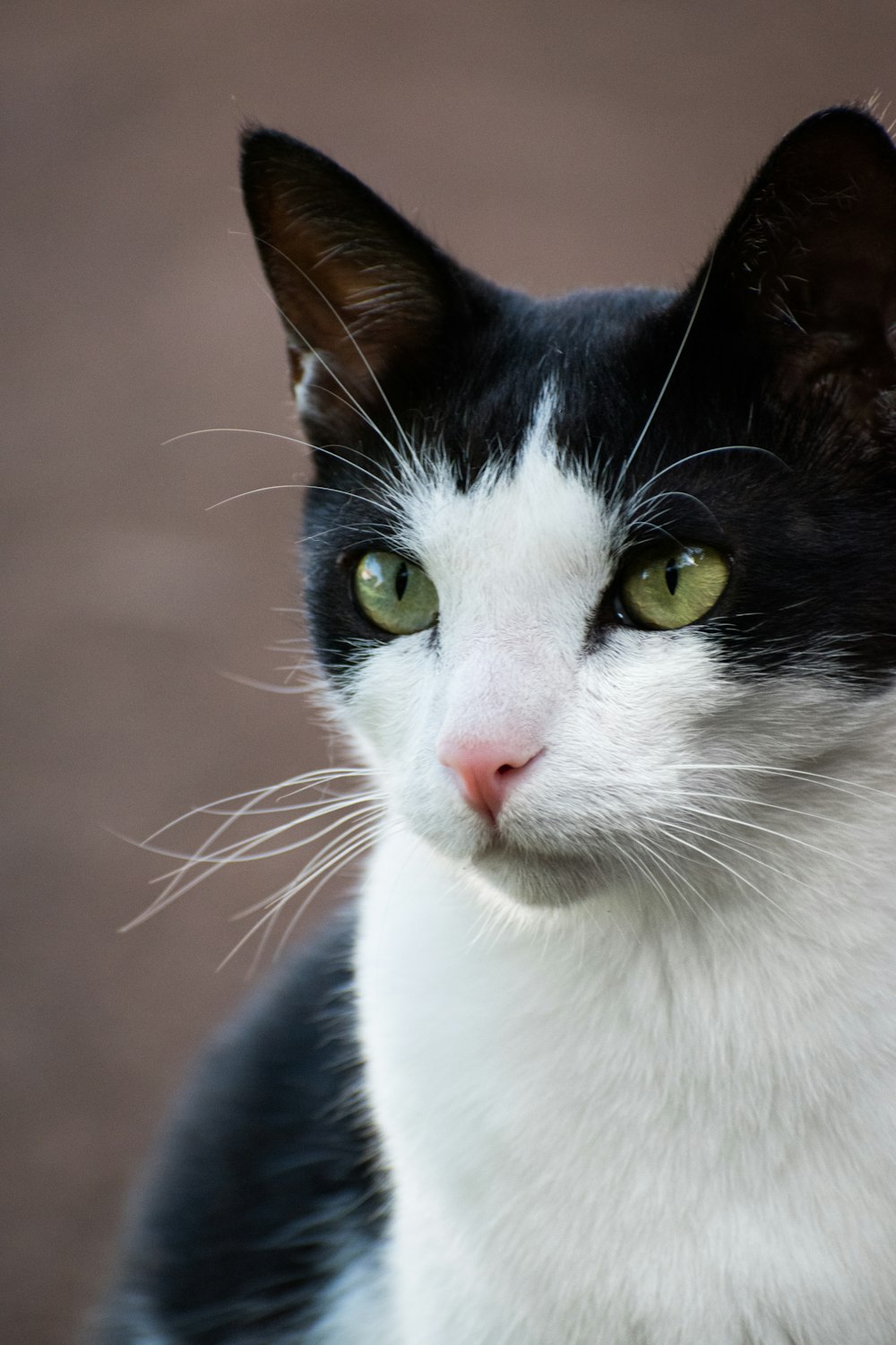 a black and white cat with green eyes