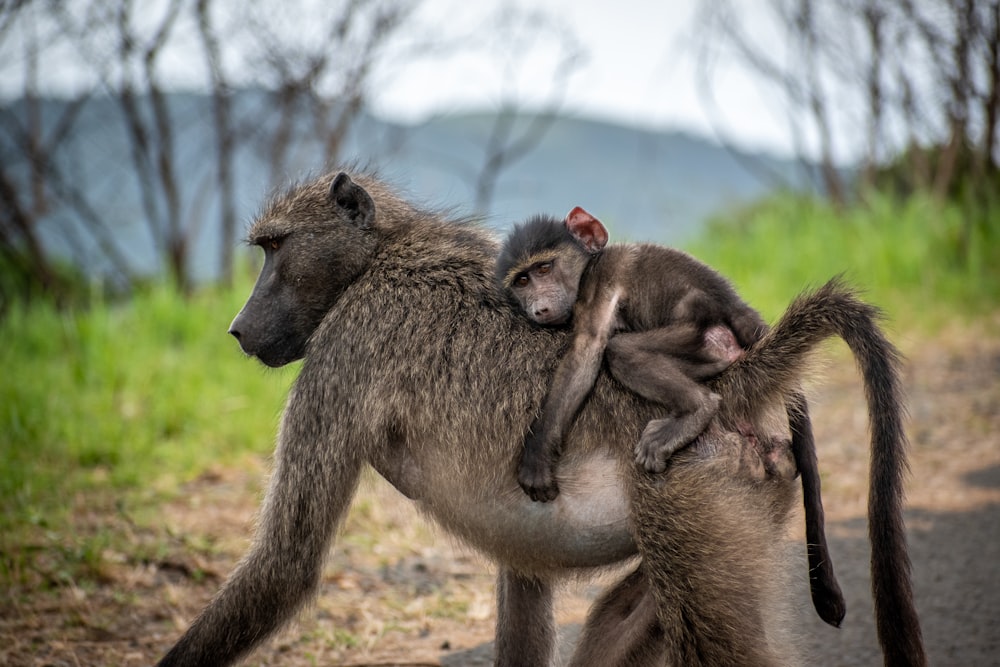 a mother baboon carries her baby on her back