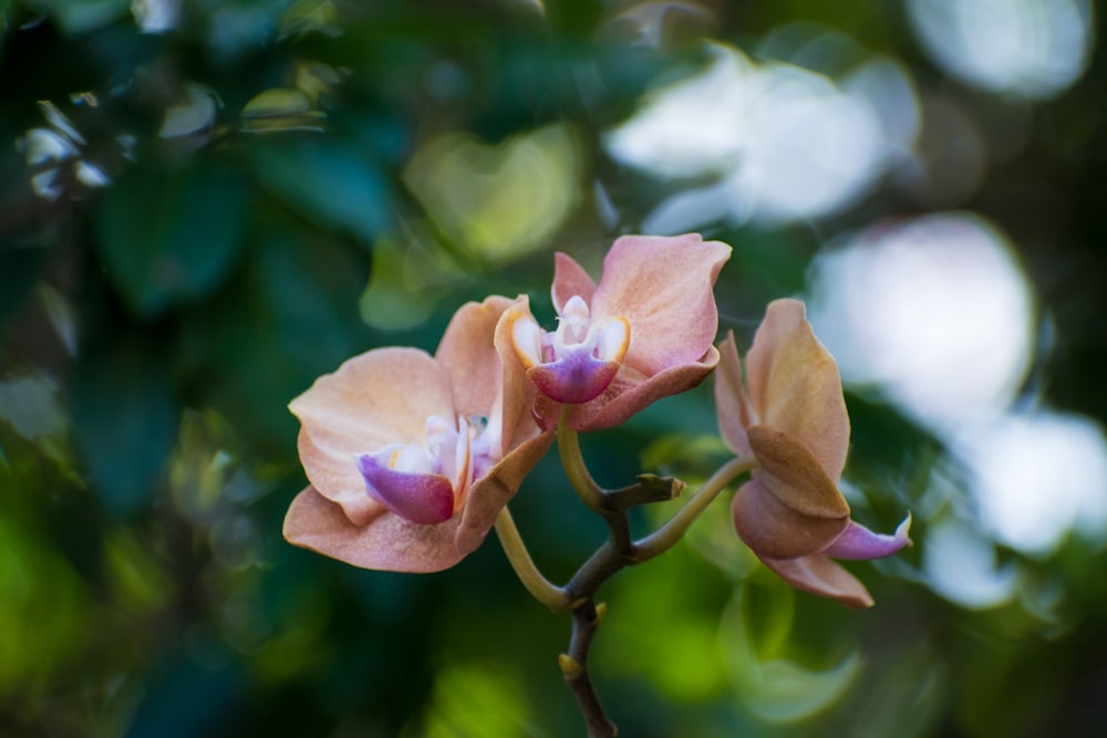 a couple of flowers that are on a branch