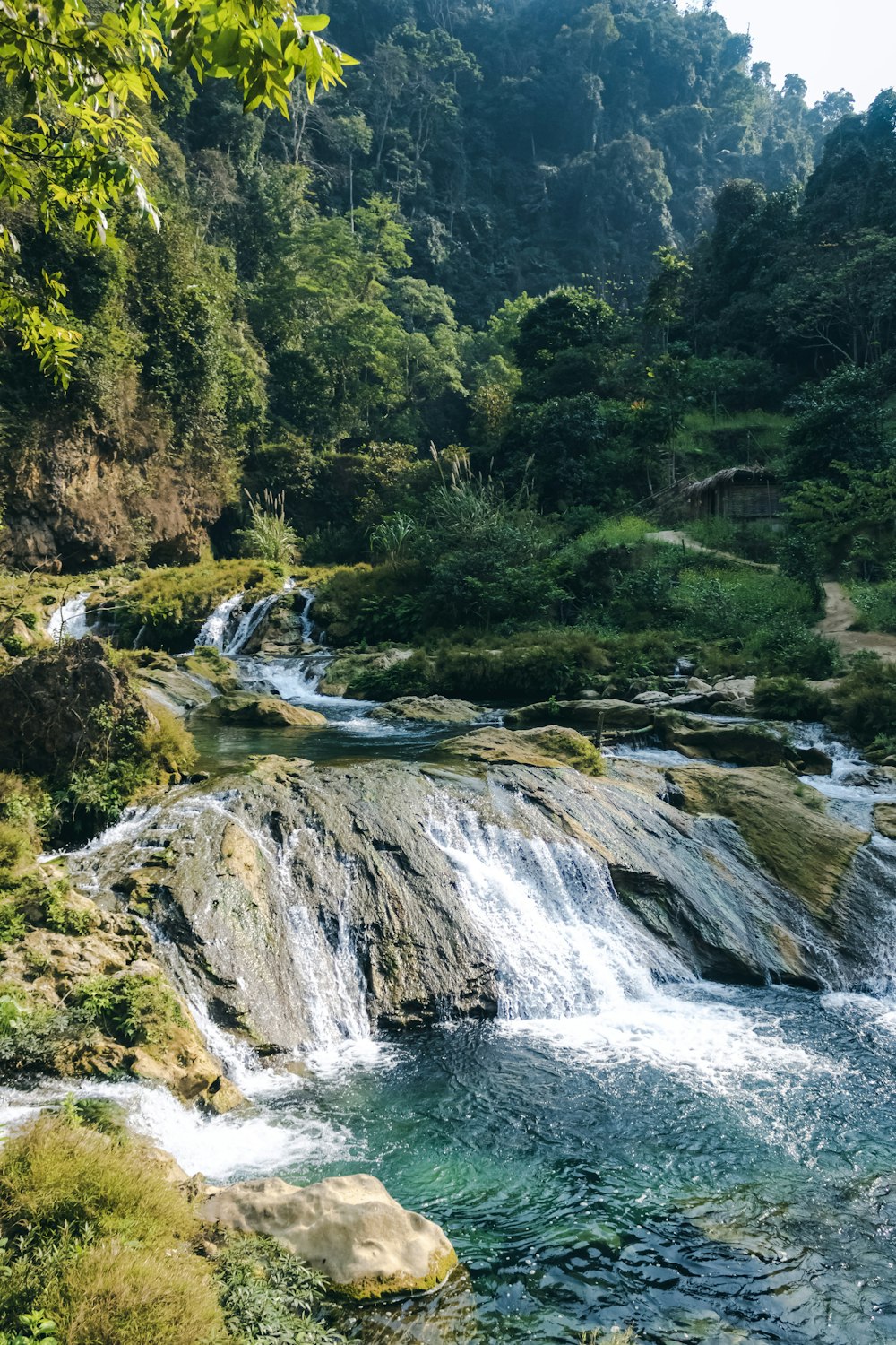 a river running through a lush green forest