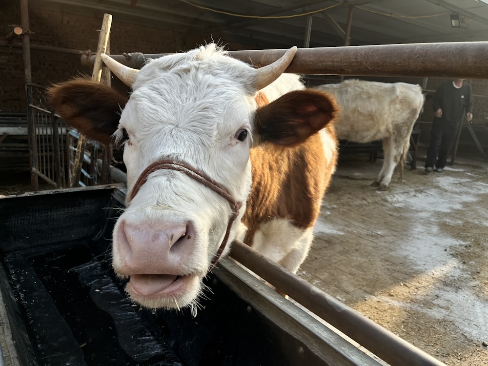 a brown and white cow sticking its head over a fence