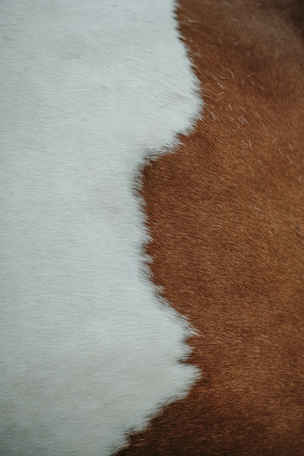 a close up of a brown and white cow's fur