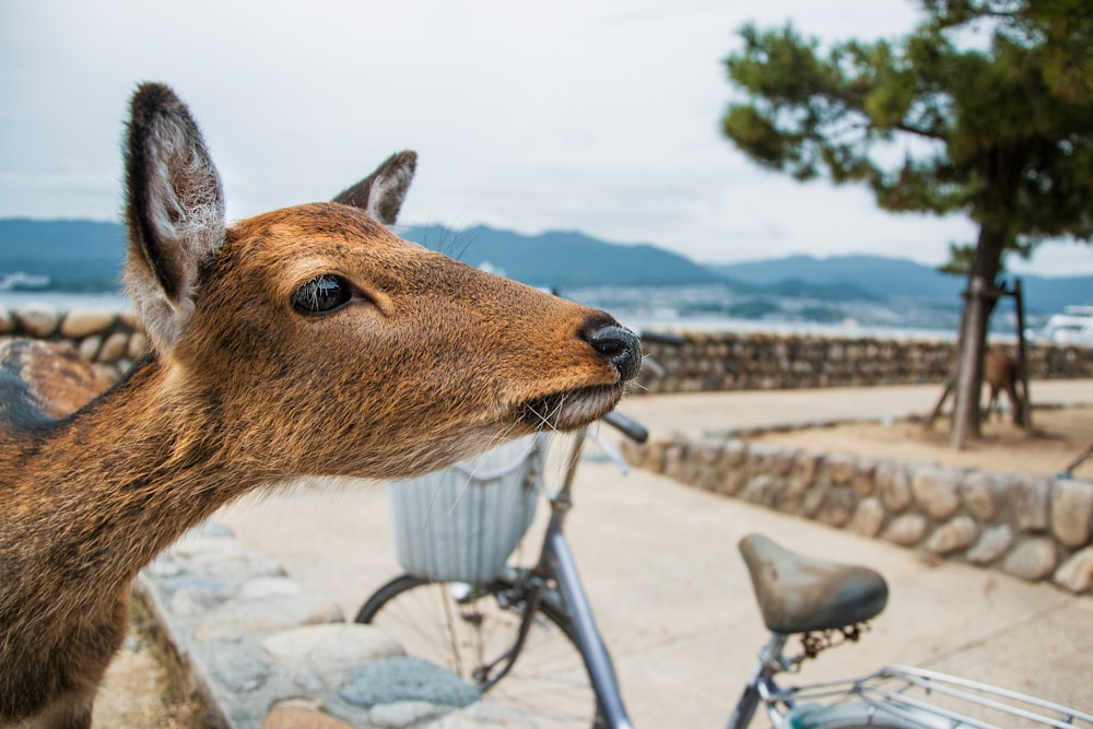 a close up of a deer near a bike