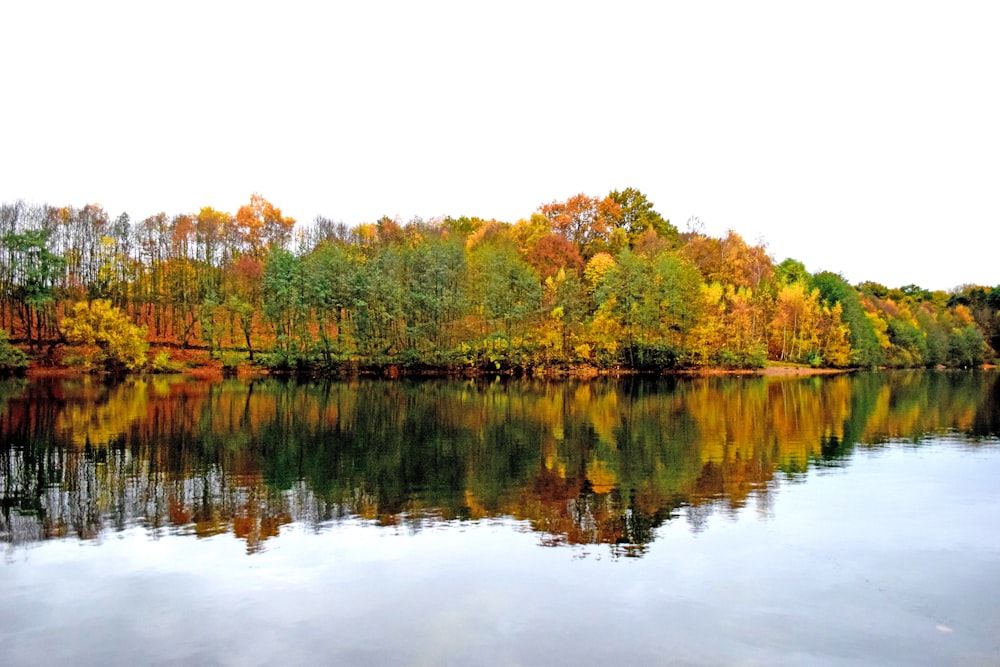 a body of water surrounded by lots of trees