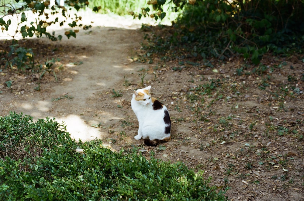 a cat sitting on a dirt path in the woods