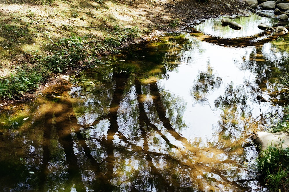 a small stream running through a lush green forest