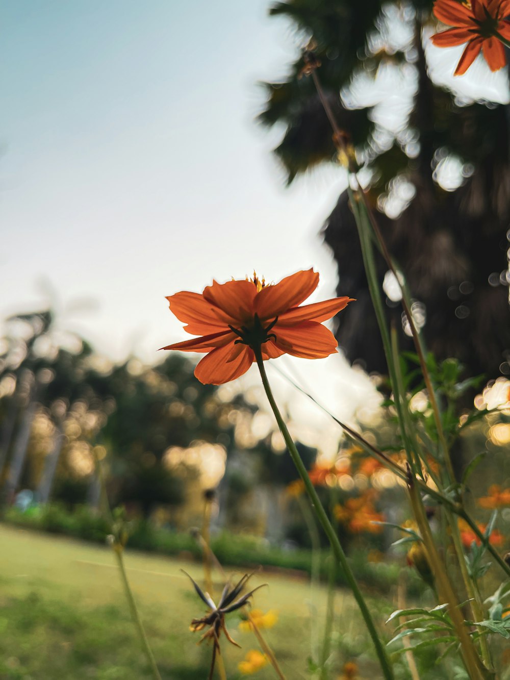 some orange flowers in a grassy area with trees in the background
