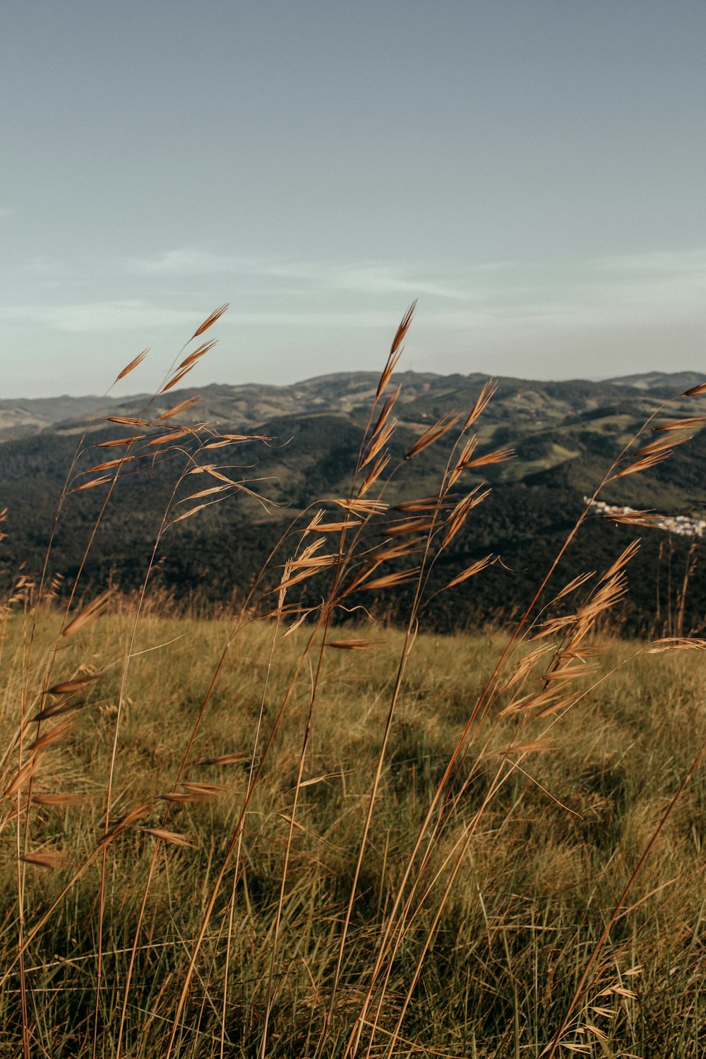 a field with tall grass and mountains in the background