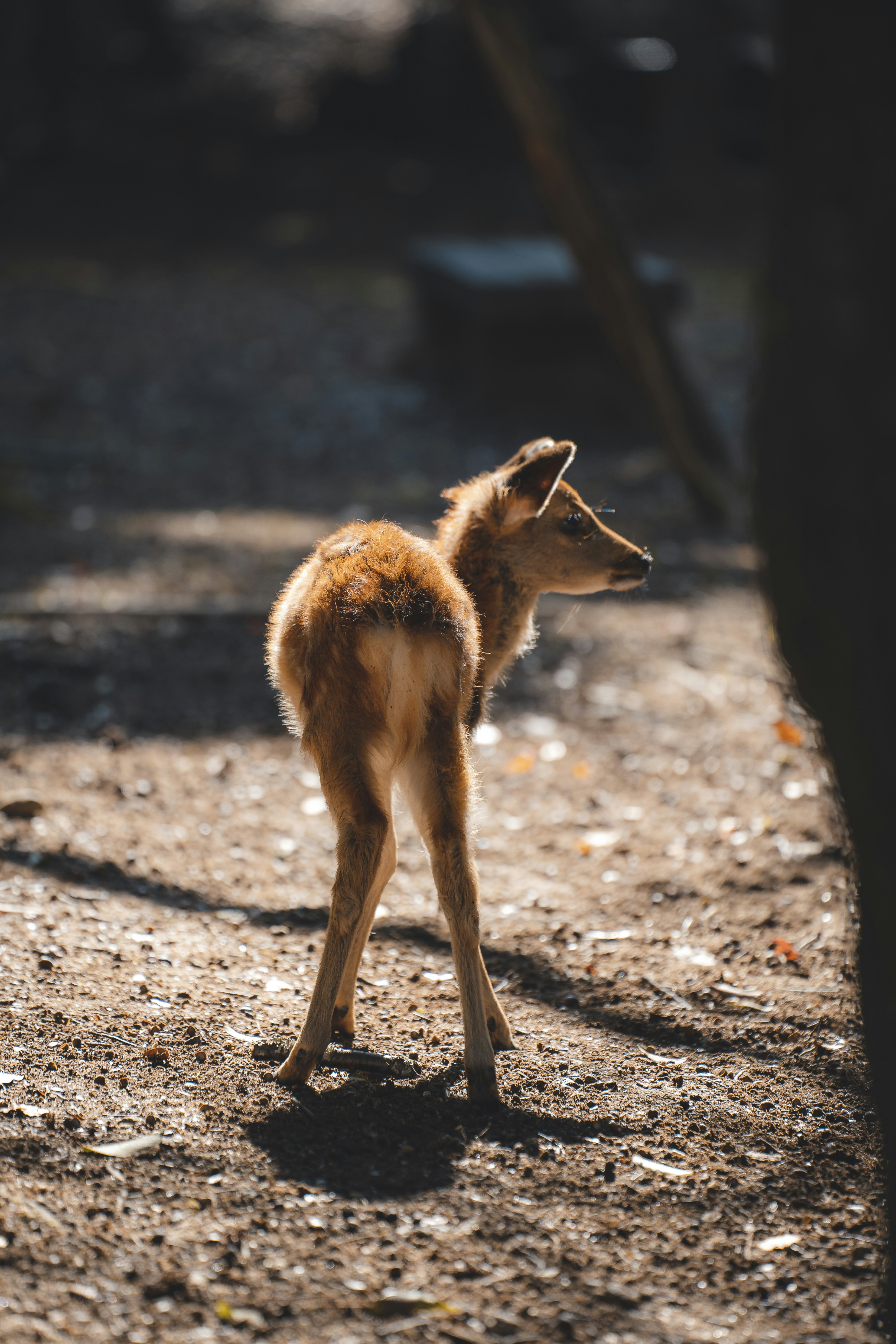 Un ciervo bebé parado en la cima de un campo de tierra foto – Imagen de  Japón gratuita en Unsplash, image size:3000x4500