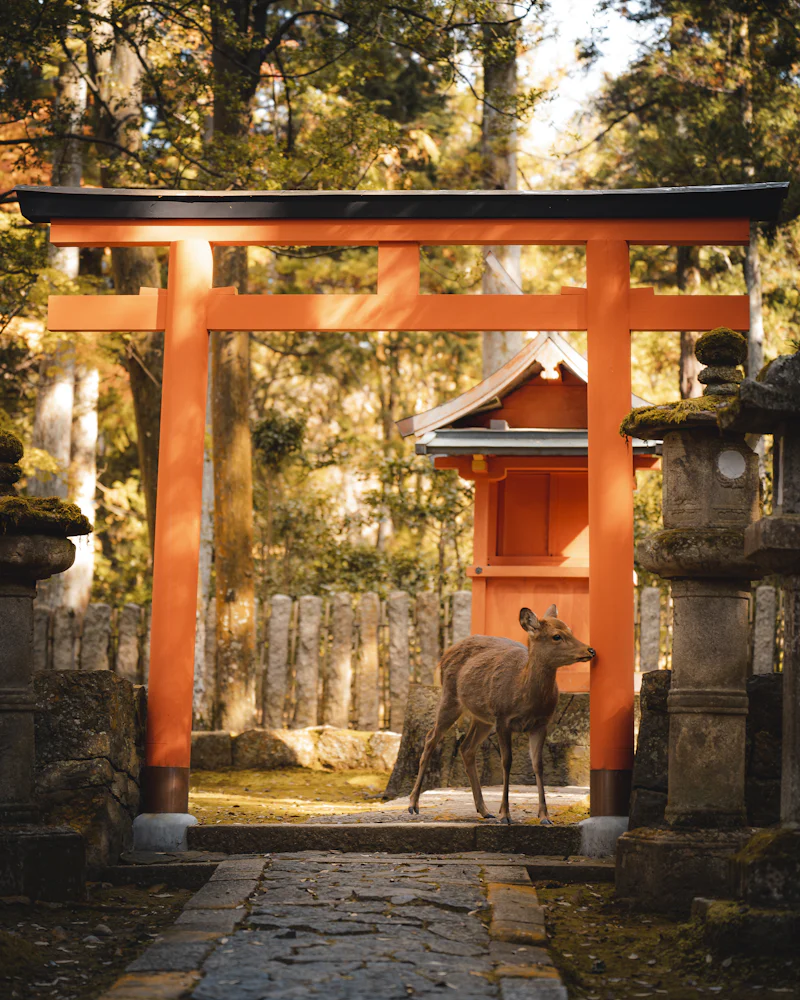 Excursión a Nara y al castillo de Himeji