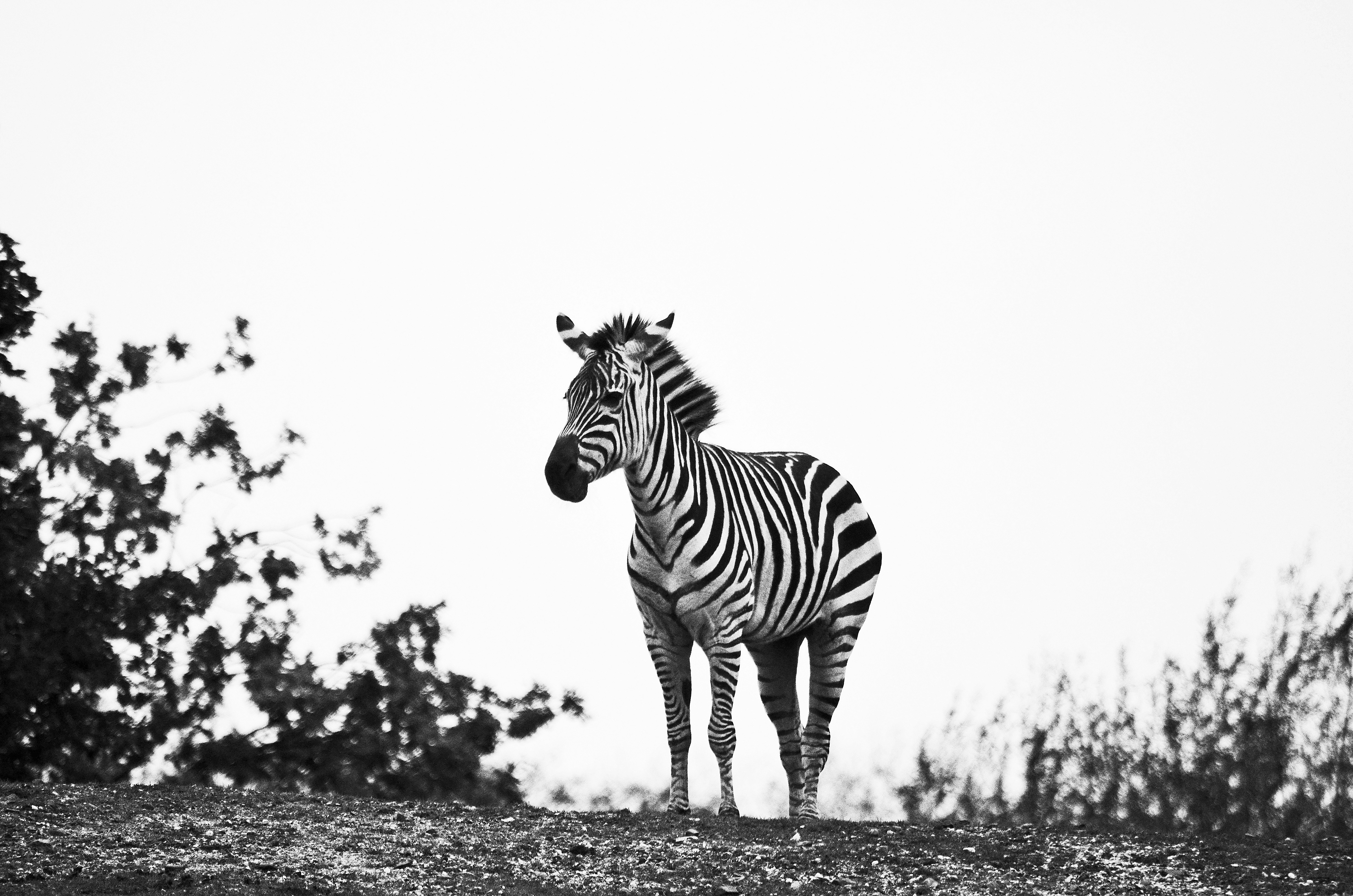a black and white photo of a zebra standing on a hill