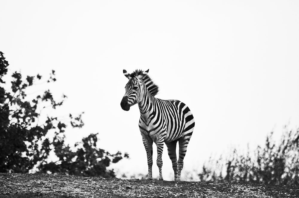a black and white photo of a zebra standing on a hill