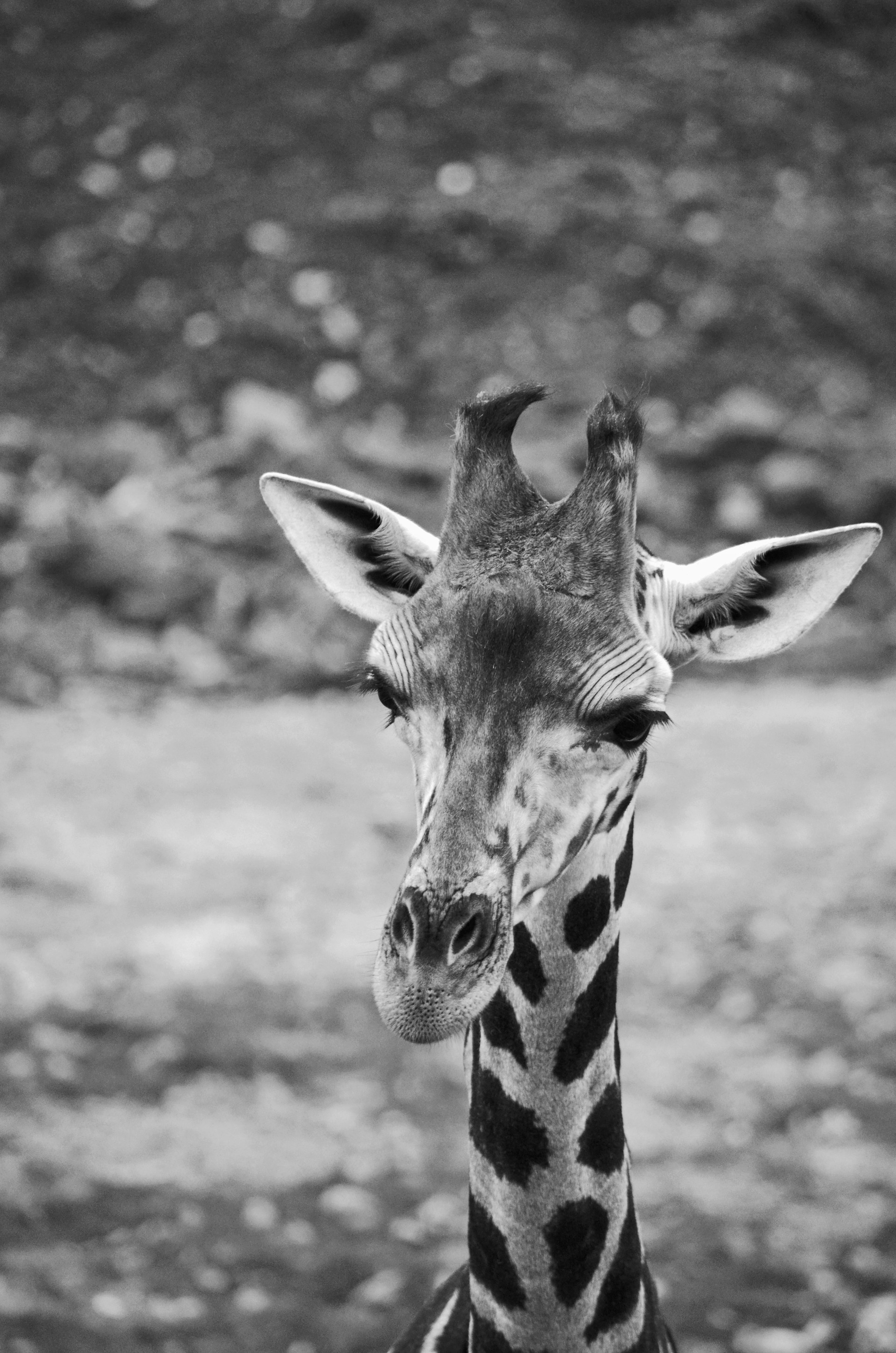 black and white bed linen