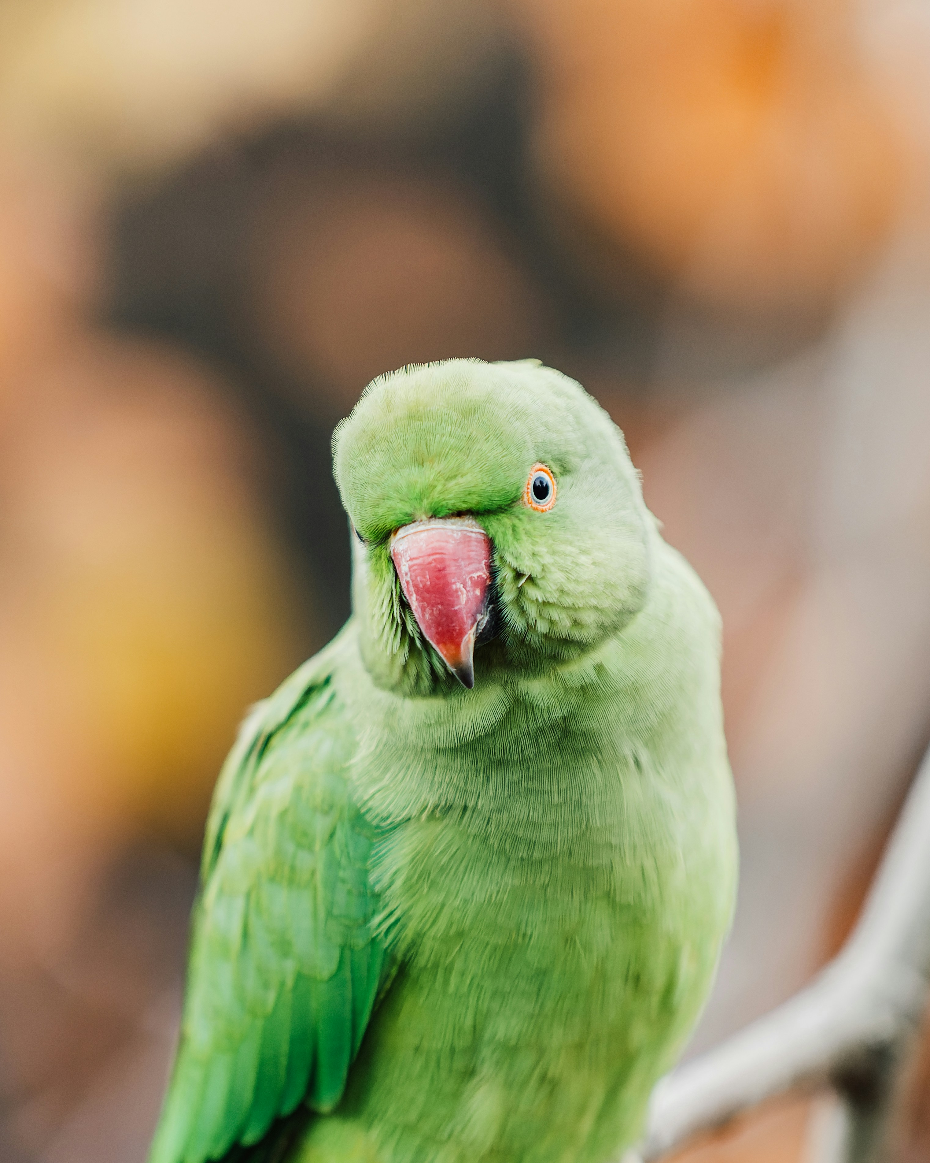 a green parrot sitting on top of a tree branch