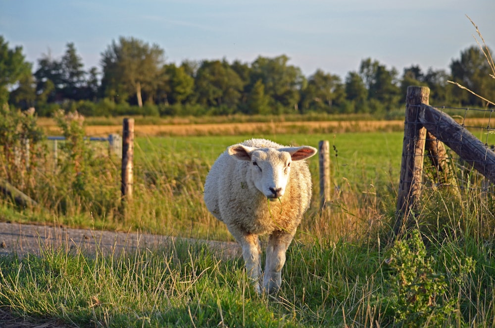 a sheep standing in the grass next to a fence