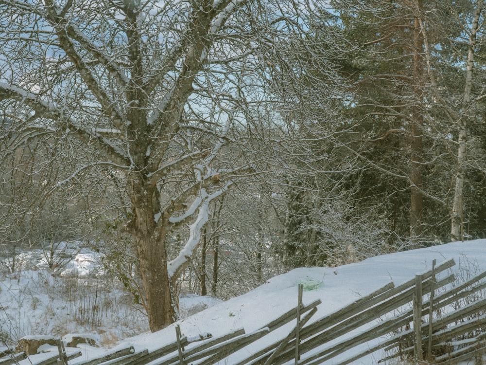 a wooden fence sitting next to a forest covered in snow