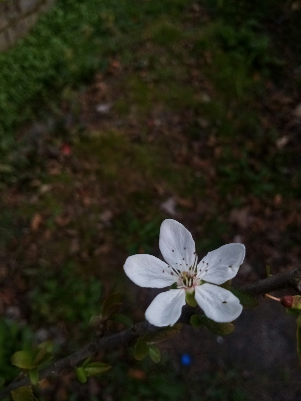 a small white flower on a tree branch