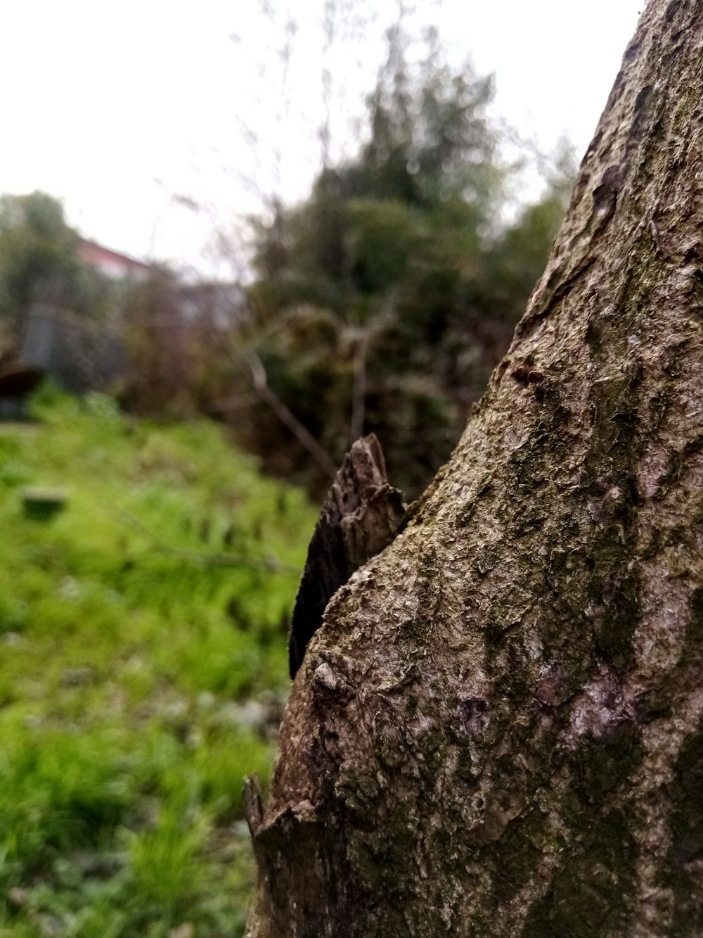 a close up of a tree trunk with a house in the background